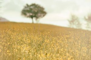 Field of Small Yellow Flowers - Counselling for Grief and Loss -Sandra Harewood Counselling