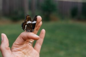 Butterfly on a woman's finger - Scared of Being Vulnerable? Here's the Truth-Sandra-Harewood-Counselling