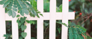 Boundaries In Relationships: How To Know White Picket Fence In Front Of Green Shrub - When You Need To Take Control - Sandra Harewood