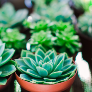 Packed Tray of Plants - Couples-Intensives-A-Space-for-Healing-and-Growth-