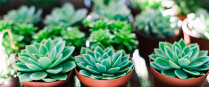 Packed Tray of Plants - Couples-Intensives-A-Space-for-Healing-and-Growth-