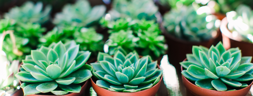 Packed Tray of Plants - Couples-Intensives-A-Space-for-Healing-and-Growth-