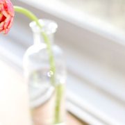 Single peony flower in a glass vase — symbolising growth, renewal, and healing within marriage.