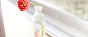 Single peony flower in a glass vase — symbolising growth, renewal, and healing within marriage.