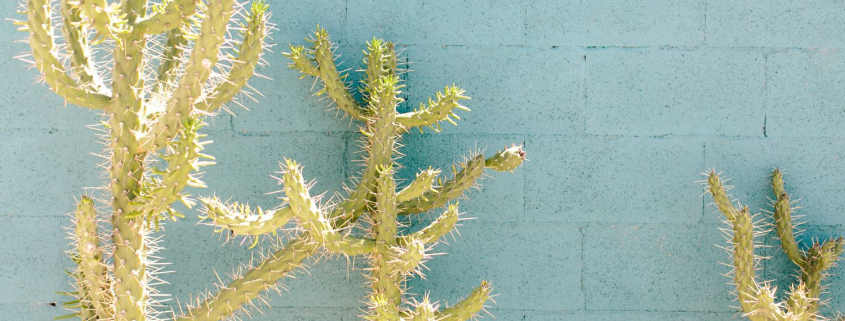 Three cacti symbolising the resilience needed when you feel unhappy in my marriage