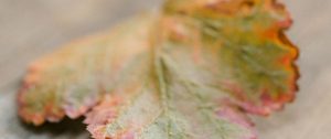An autumn leaf symbolising seasonal change and emotional loneliness in a marriage