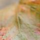 An autumn leaf symbolising seasonal change and emotional loneliness in a marriage