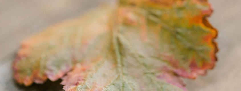 An autumn leaf symbolising seasonal change and emotional loneliness in a marriage