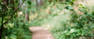 Green leaves in front of an out of focus hiking path