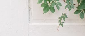 White door partially covered by a branch, symbolising pause and reflection in discernment counselling