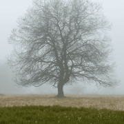 Bare tree standing in winter fog, symbolising emotional stillness and reflection
