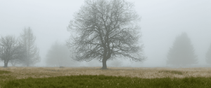 Bare tree standing in winter fog, symbolising emotional stillness and reflection