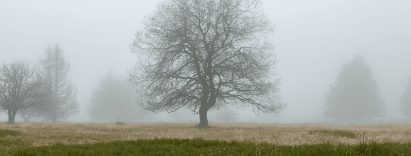 Bare tree standing in winter fog, symbolising emotional stillness and reflection